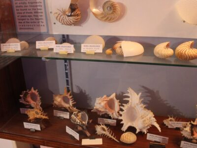 Vieste Museo malacologico
