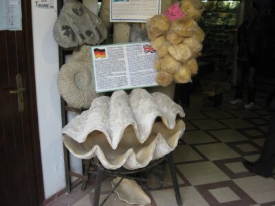 museo-malacologico